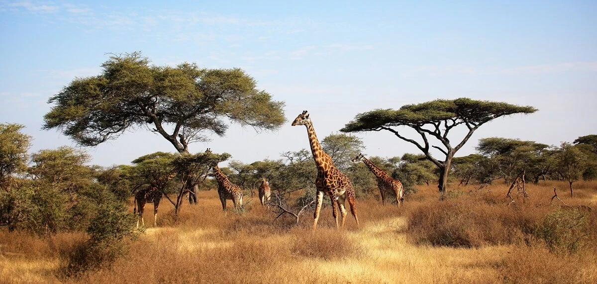 Tanzania Residency and Citizenship by Investment Program