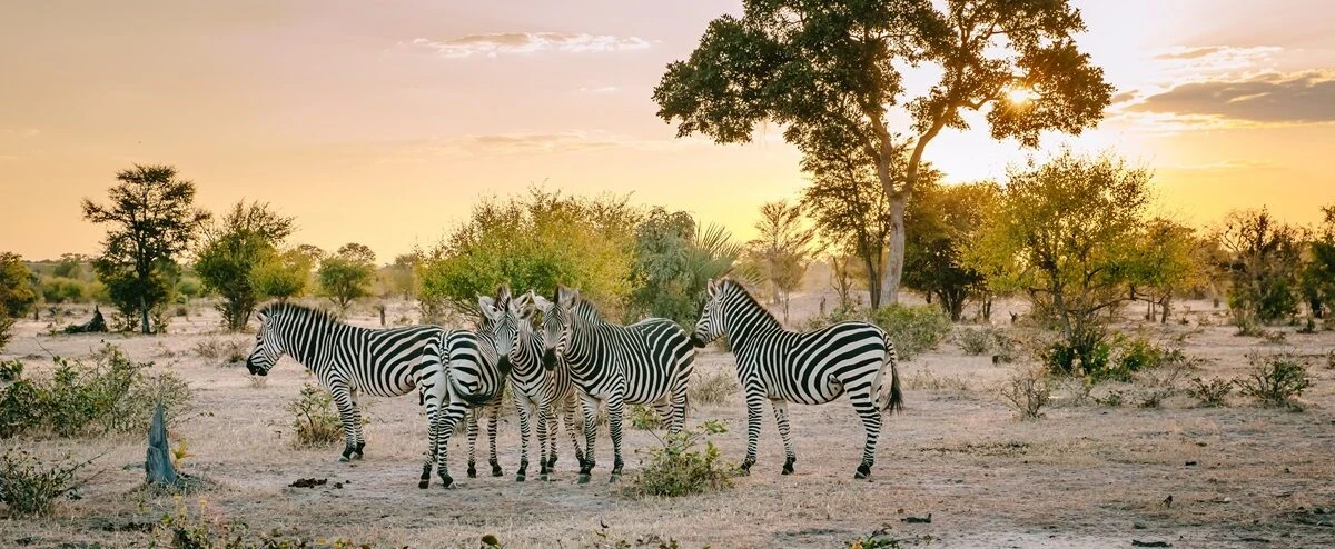 Zambia Citizenship and Residency by Investment